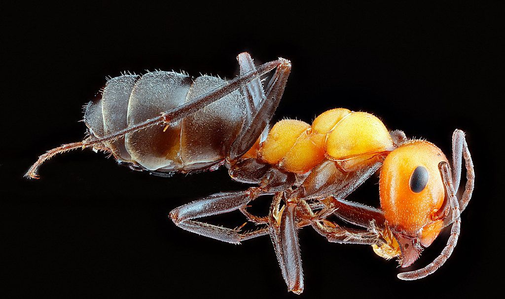 Ant Control service in Blacksburg, VA