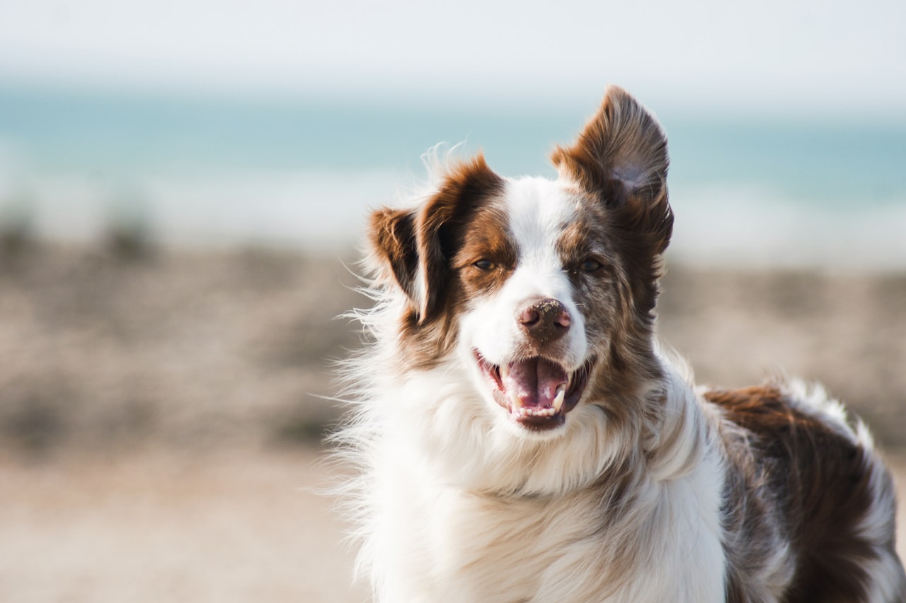 Flea & Tick Control service in Blacksburg, VA