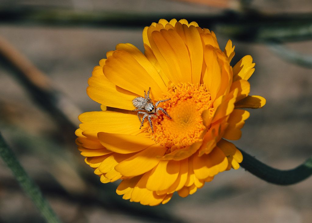 Spider Control service in Blacksburg, VA